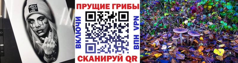 Псилоцибиновые грибы Psilocybe  Новоуральск 